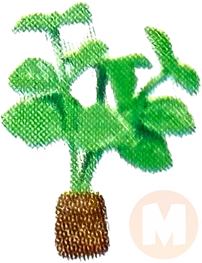 Basil