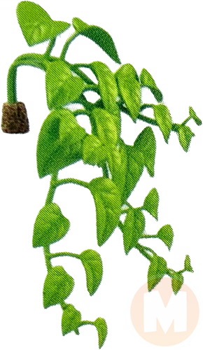 Hanging pothos