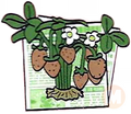 Strawberry Plant