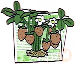 Strawberry Plant