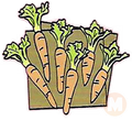 Carrots