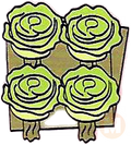 Lettuce