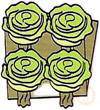 Lettuce