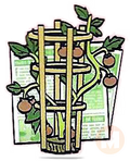 Tomato Plant