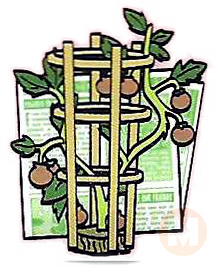 Tomato Plant